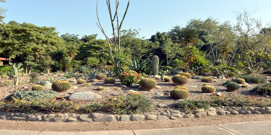 Panchkula Cactus Garden Haryana