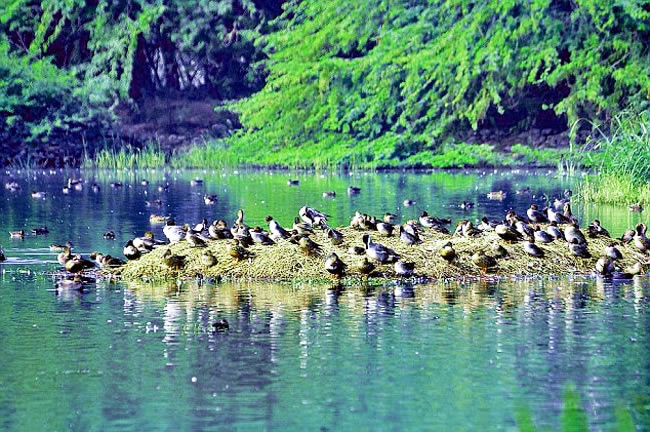 Sultanpur National Park Haryana