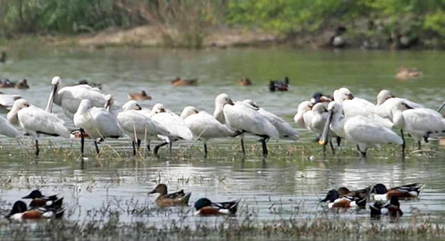 Sultanpur bird sanctuary haryana