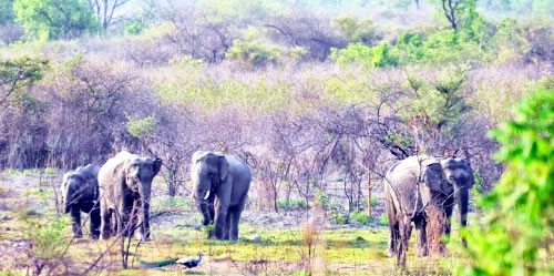 wildlife sanctuaries in haryana